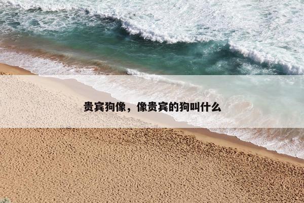 贵宾狗像，像贵宾的狗叫什么