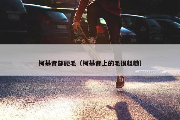 柯基背部硬毛（柯基背上的毛很粗糙）