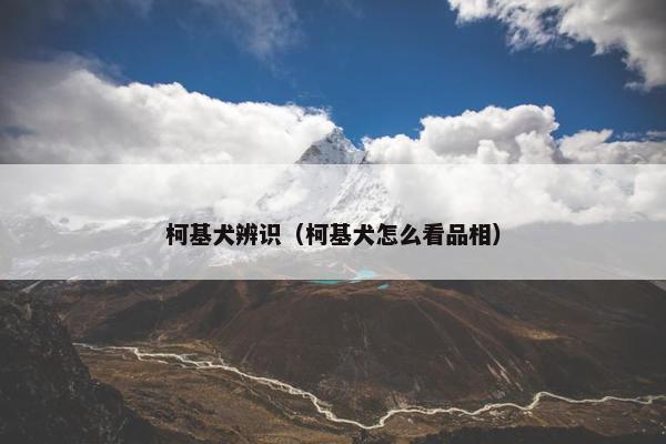 柯基犬辨识（柯基犬怎么看品相）