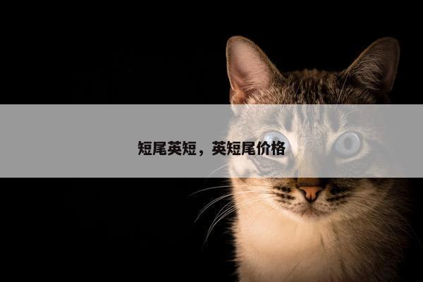 短尾英短，英短尾价格