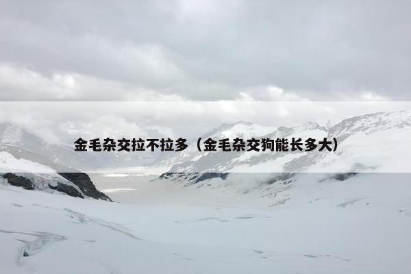 金毛杂交拉不拉多（金毛杂交狗能长多大）