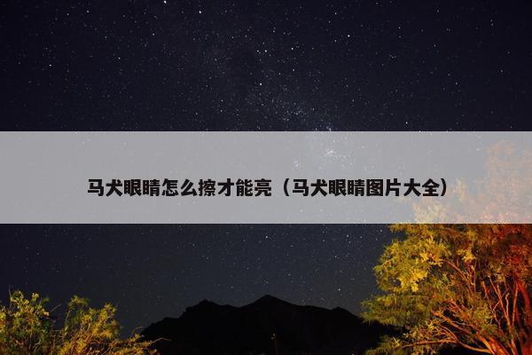 马犬眼睛怎么擦才能亮（马犬眼睛图片大全）