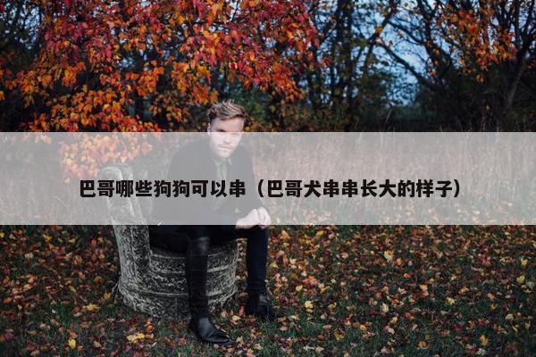 巴哥哪些狗狗可以串（巴哥犬串串长大的样子）