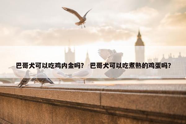 巴哥犬可以吃鸡内金吗？ 巴哥犬可以吃煮熟的鸡蛋吗？
