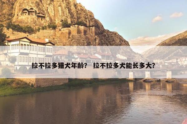拉不拉多猎犬年龄？ 拉不拉多犬能长多大？