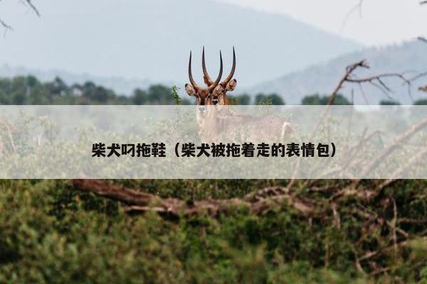柴犬叼拖鞋（柴犬被拖着走的表情包）