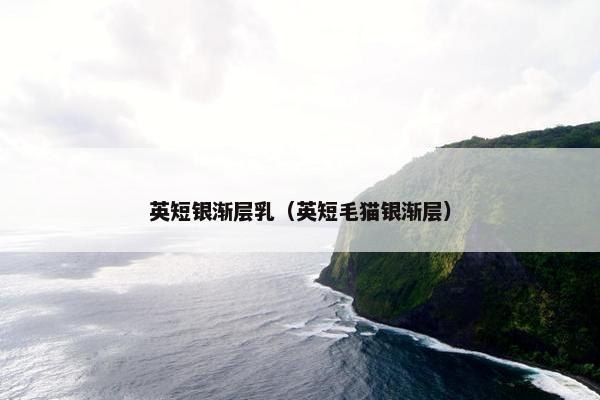 英短银渐层乳（英短毛猫银渐层）