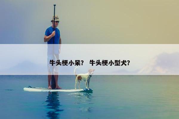 牛头梗小呆？ 牛头梗小型犬？