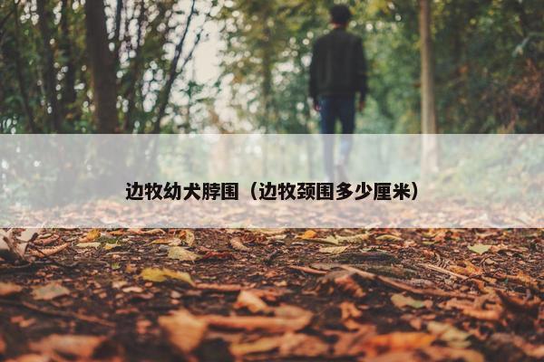 边牧幼犬脖围（边牧颈围多少厘米）