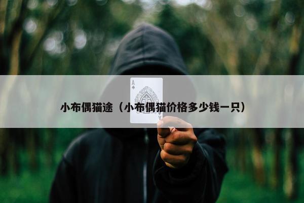 小布偶猫途（小布偶猫价格多少钱一只）