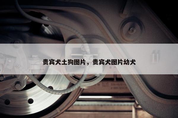 贵宾犬土狗图片，贵宾犬图片幼犬