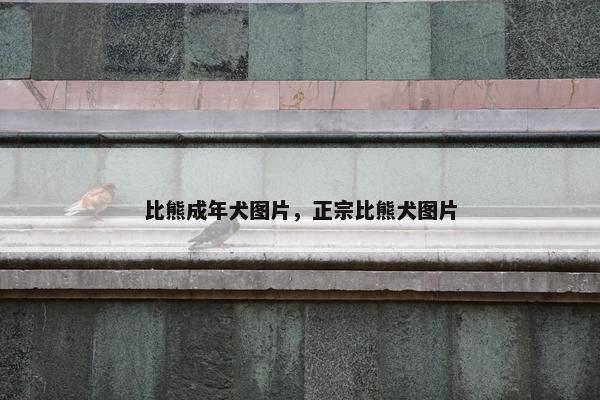比熊成年犬图片，正宗比熊犬图片
