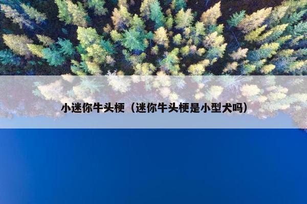 小迷你牛头梗（迷你牛头梗是小型犬吗）