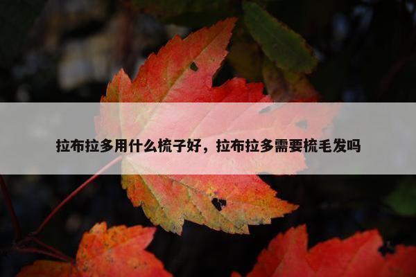 拉布拉多用什么梳子好，拉布拉多需要梳毛发吗