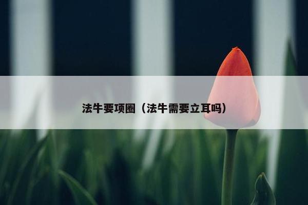 法牛要项圈（法牛需要立耳吗）