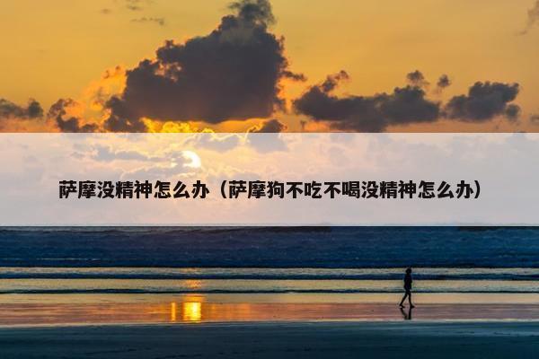 萨摩没精神怎么办（萨摩狗不吃不喝没精神怎么办）