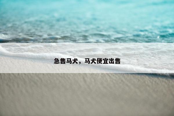 急售马犬，马犬便宜出售