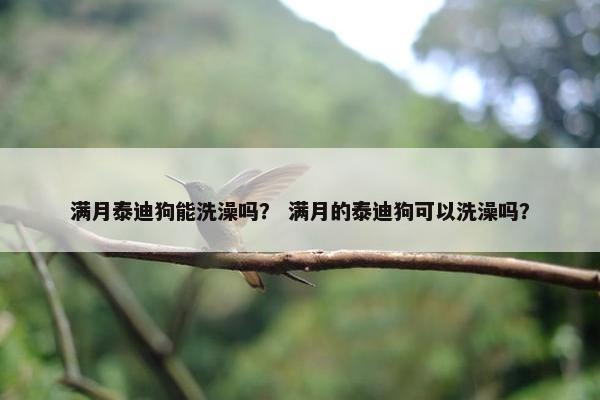 满月泰迪狗能洗澡吗？ 满月的泰迪狗可以洗澡吗？