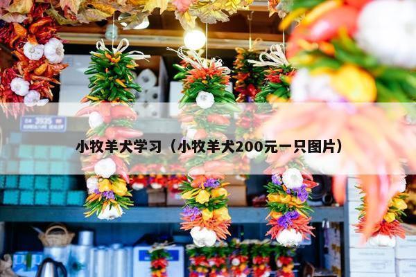 小牧羊犬学习（小牧羊犬200元一只图片）