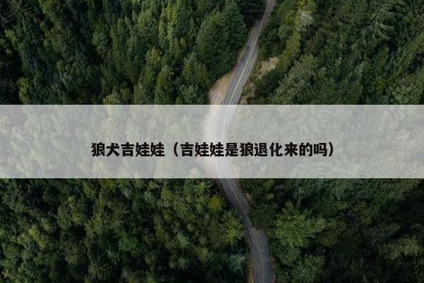 狼犬吉娃娃（吉娃娃是狼退化来的吗）