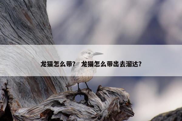 龙猫怎么带？ 龙猫怎么带出去溜达？