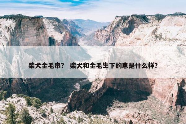 柴犬金毛串？ 柴犬和金毛生下的崽是什么样？