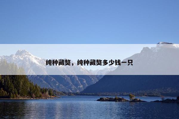 纯种藏獒，纯种藏獒多少钱一只