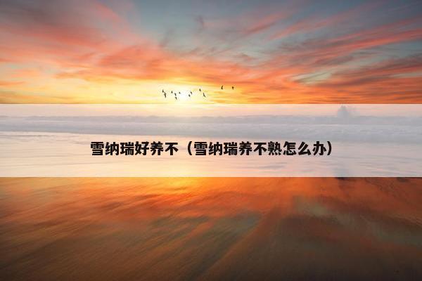 雪纳瑞好养不（雪纳瑞养不熟怎么办）