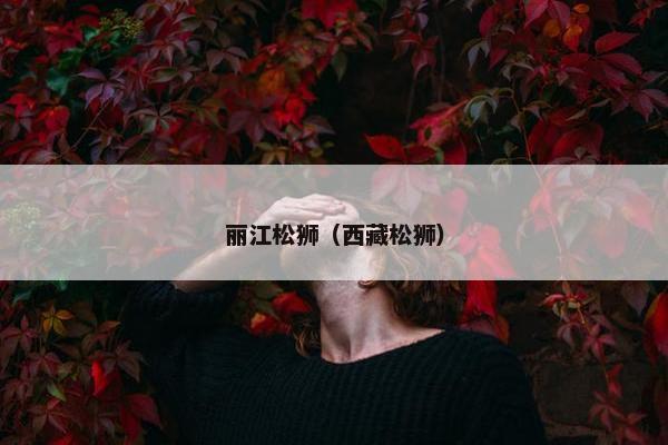 丽江松狮（西藏松狮）