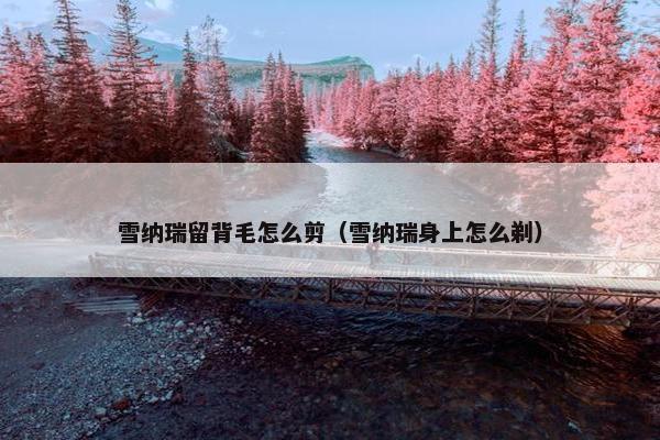 雪纳瑞留背毛怎么剪（雪纳瑞身上怎么剃）