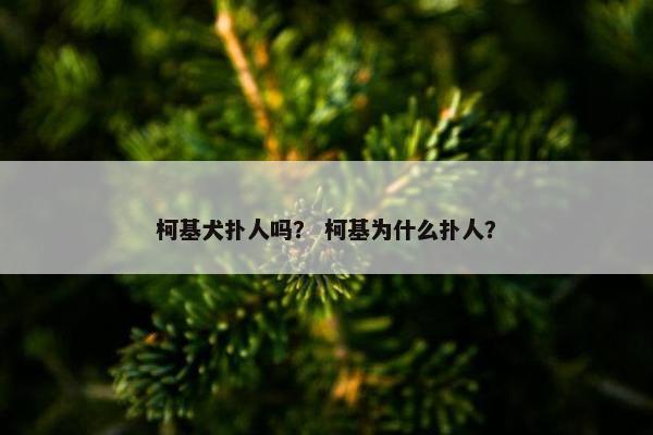 柯基犬扑人吗？ 柯基为什么扑人？