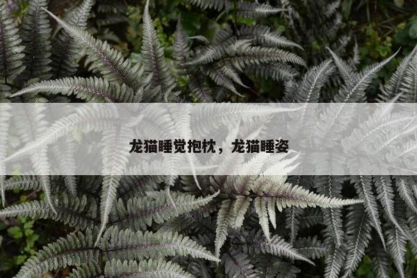 龙猫睡觉抱枕，龙猫睡姿