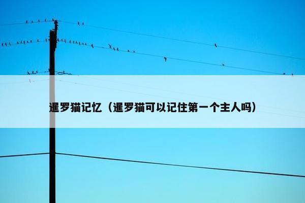 暹罗猫记忆（暹罗猫可以记住第一个主人吗）