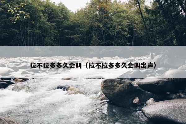 拉不拉多多久会叫（拉不拉多多久会叫出声）