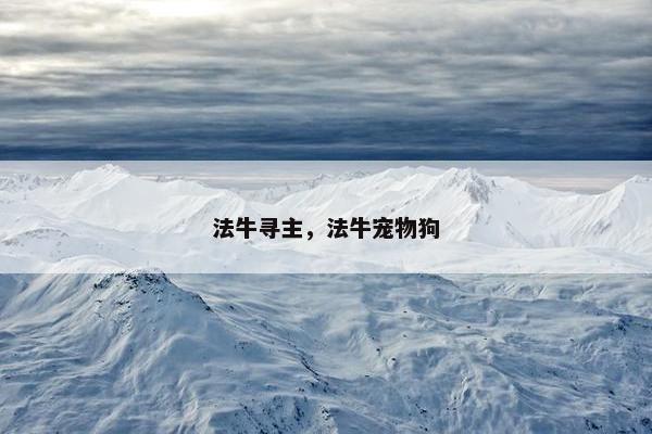 法牛寻主，法牛宠物狗