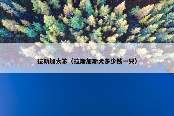 拉斯加太笨（拉斯加斯犬多少钱一只）