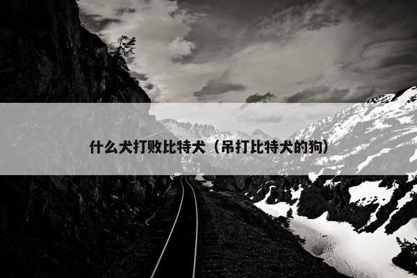 什么犬打败比特犬（吊打比特犬的狗）