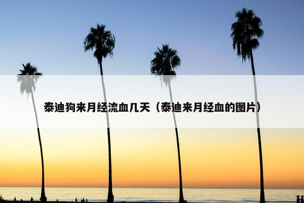 泰迪狗来月经流血几天（泰迪来月经血的图片）
