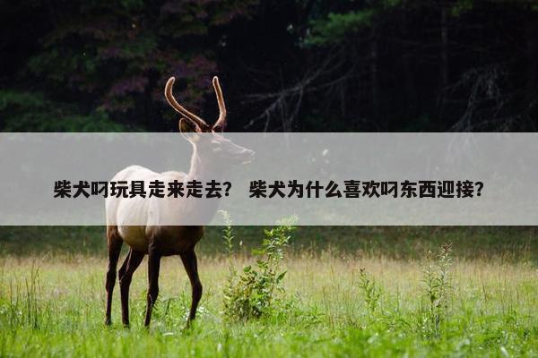 柴犬叼玩具走来走去？ 柴犬为什么喜欢叼东西迎接？