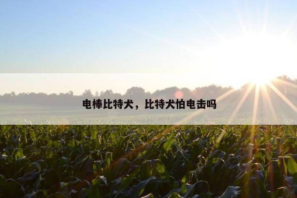 电棒比特犬，比特犬怕电击吗