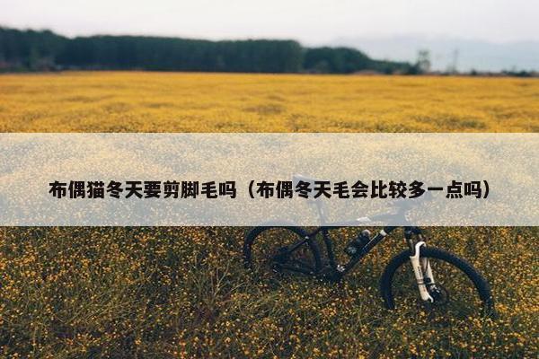 布偶猫冬天要剪脚毛吗（布偶冬天毛会比较多一点吗）