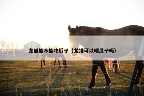 龙猫能不能吃瓜子（龙猫可以喂瓜子吗）