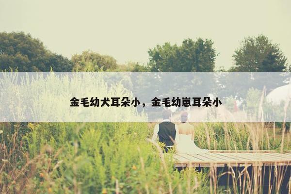 金毛幼犬耳朵小，金毛幼崽耳朵小