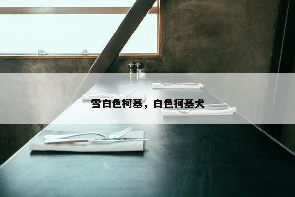 雪白色柯基，白色柯基犬