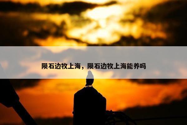 陨石边牧上海，陨石边牧上海能养吗