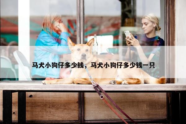 马犬小狗仔多少钱，马犬小狗仔多少钱一只