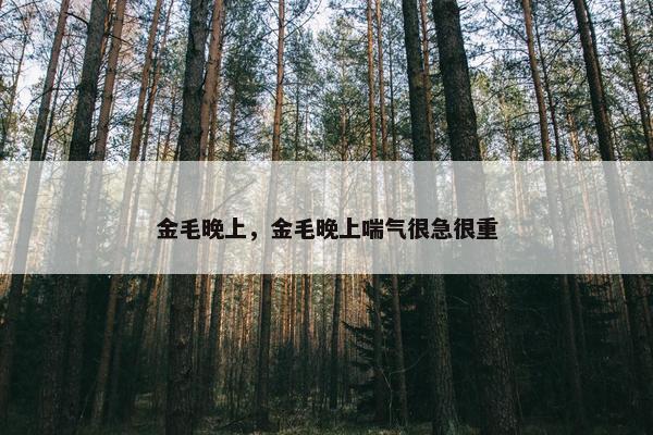 金毛晚上，金毛晚上喘气很急很重