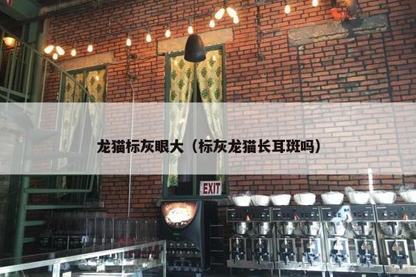 龙猫标灰眼大（标灰龙猫长耳斑吗）
