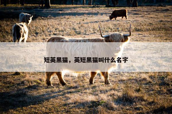 短英黑猫，英短黑猫叫什么名字