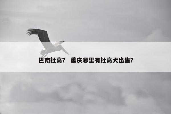 巴南杜高？ 重庆哪里有杜高犬出售？